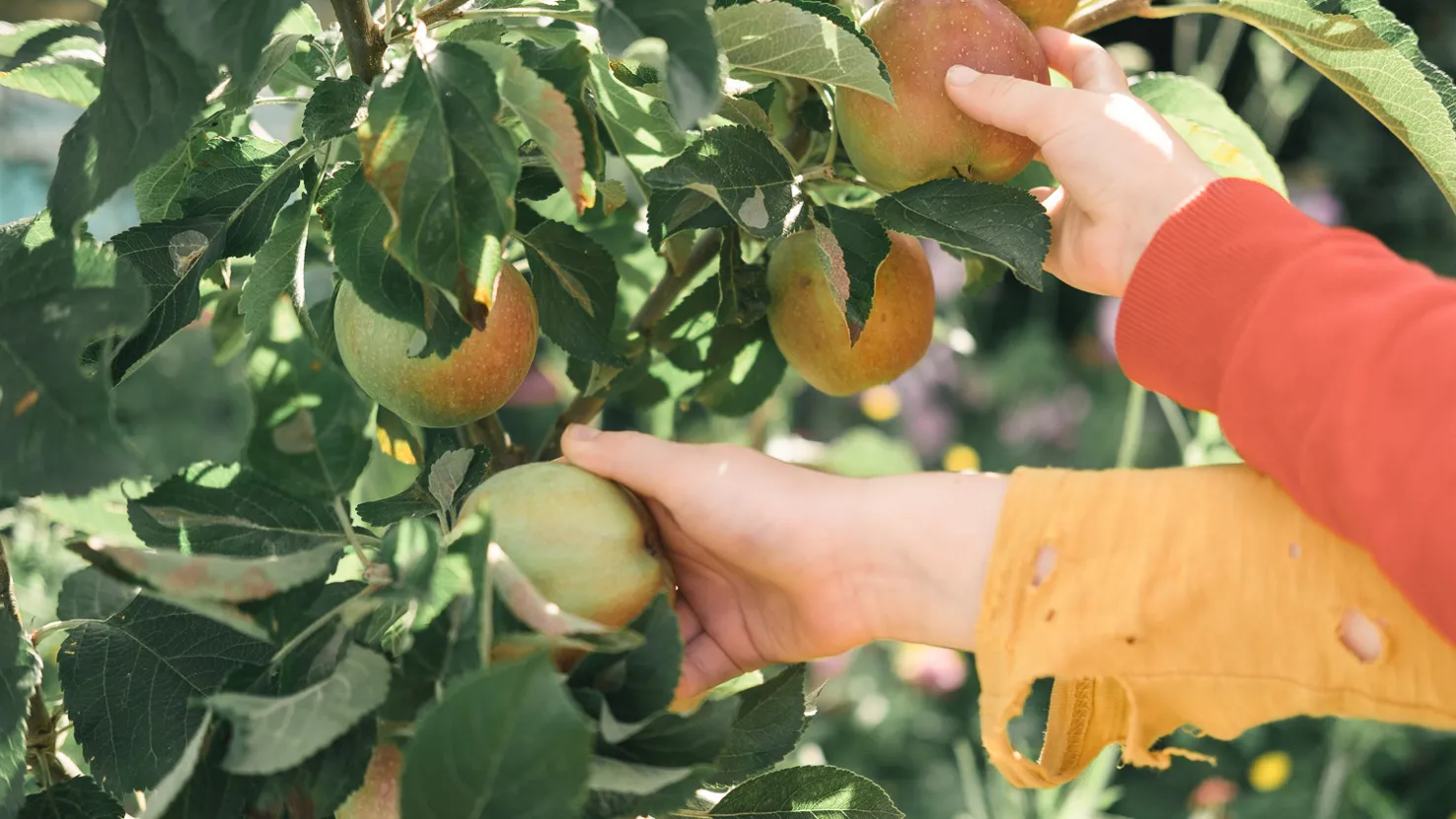 Obst ernten beim Holzerhof in Ismaning | Mit Vergnügen München, image size:1476x830