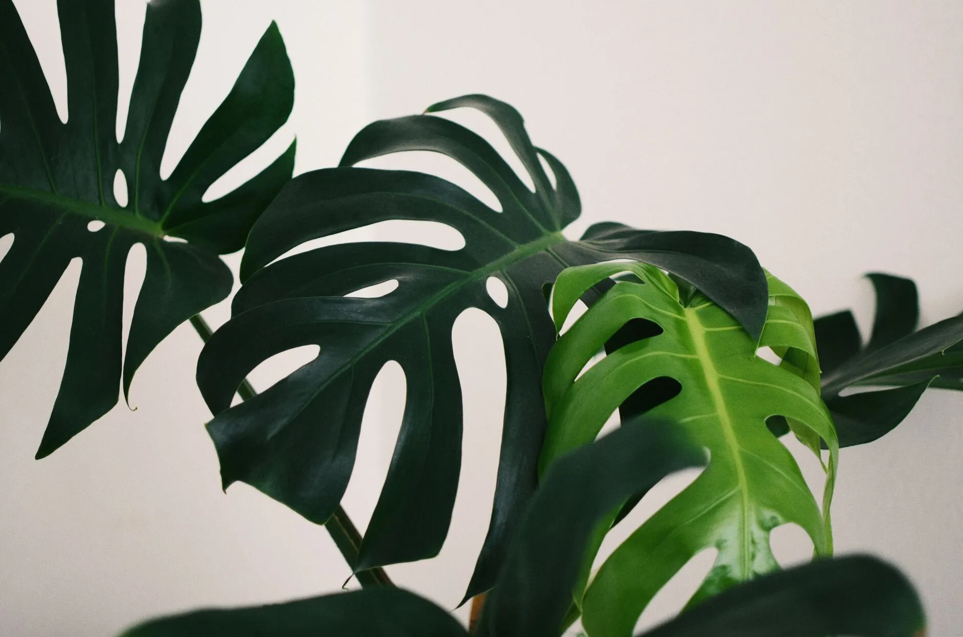 Mittwoch, 05.12. Jungle Fever Erffnung  Bergamotte Pop Up Store | Mit  Vergngen Mnchen