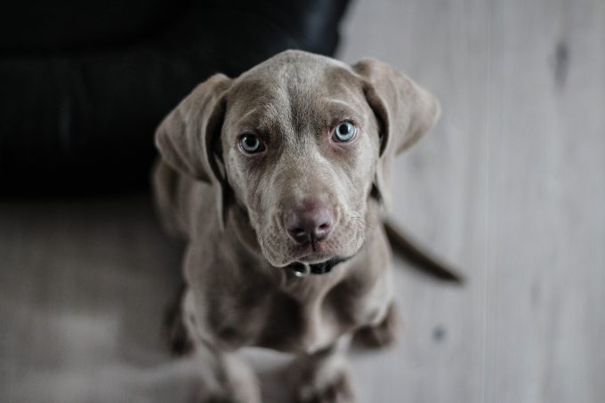 weimaraner welpe hund