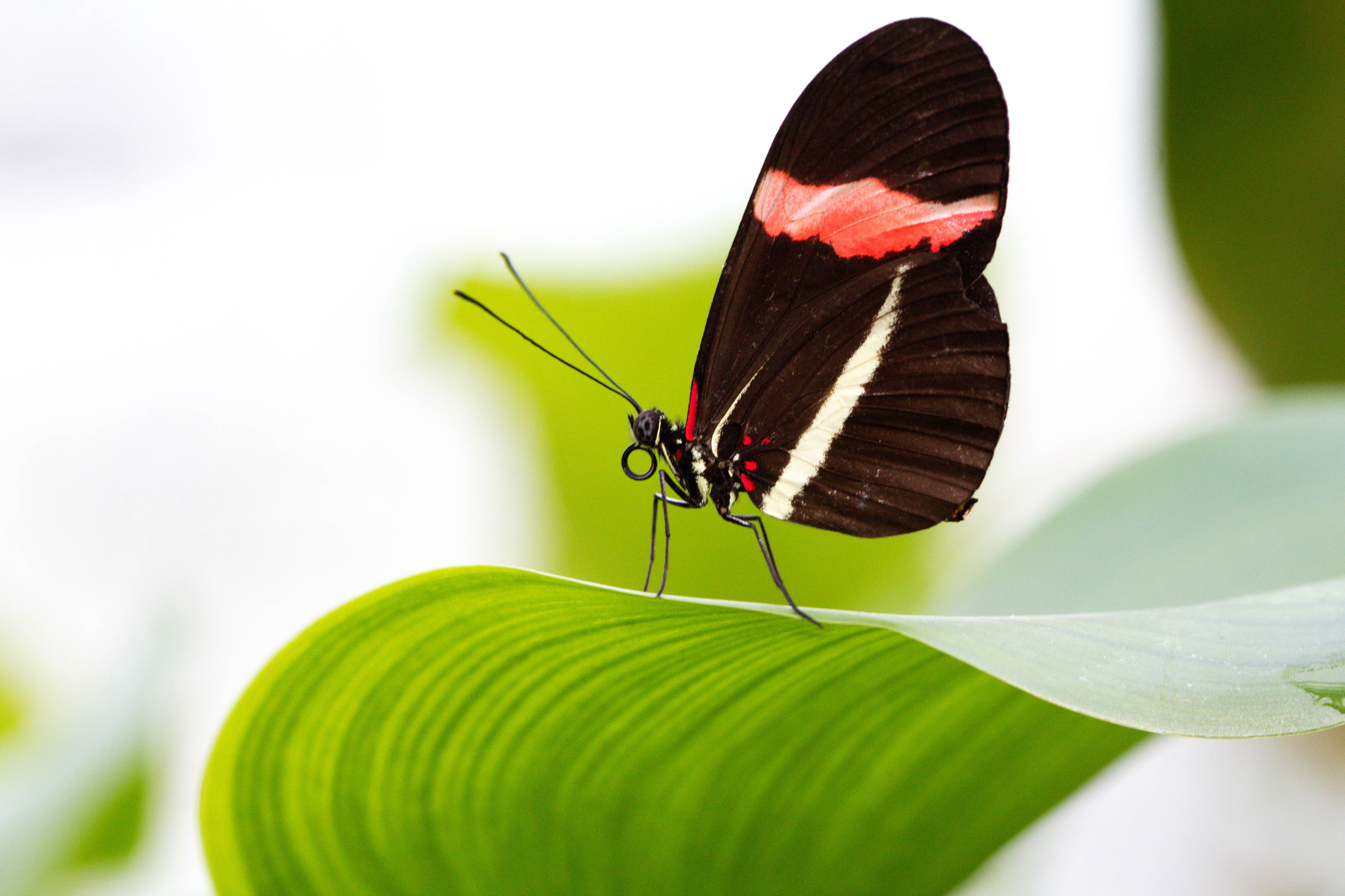 Sonntag, 19.03. Tropische Schmetterlinge Botanischer Garten Mit