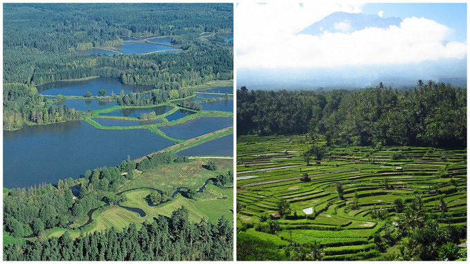 Bali Reisfelder Land der tausend Teiche