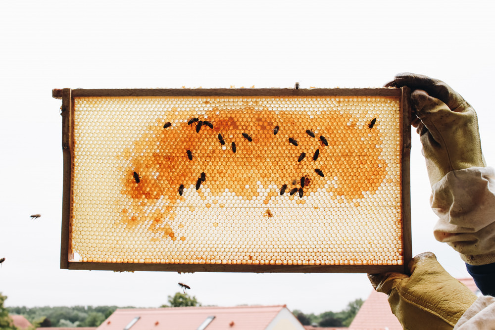 nearBees