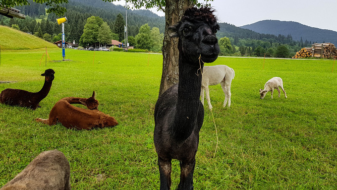 Ammergau Alpaka