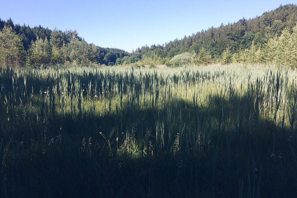 Mein Lieblingsort in München #1: Der Deininger Weiher
