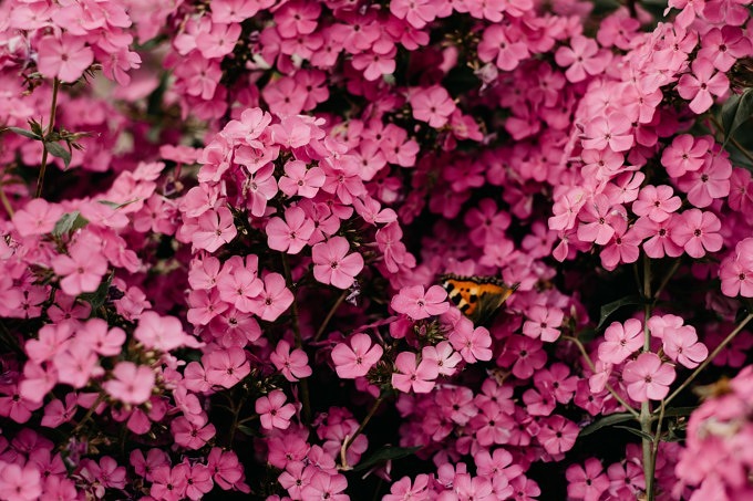 44+ Best Bilder Schmetterlingsausstellung Botanischer Garten München / papilio_polytes - Der garten ist wunderschön angerichtet, man sieht schon wie viel mühe darin steckt.