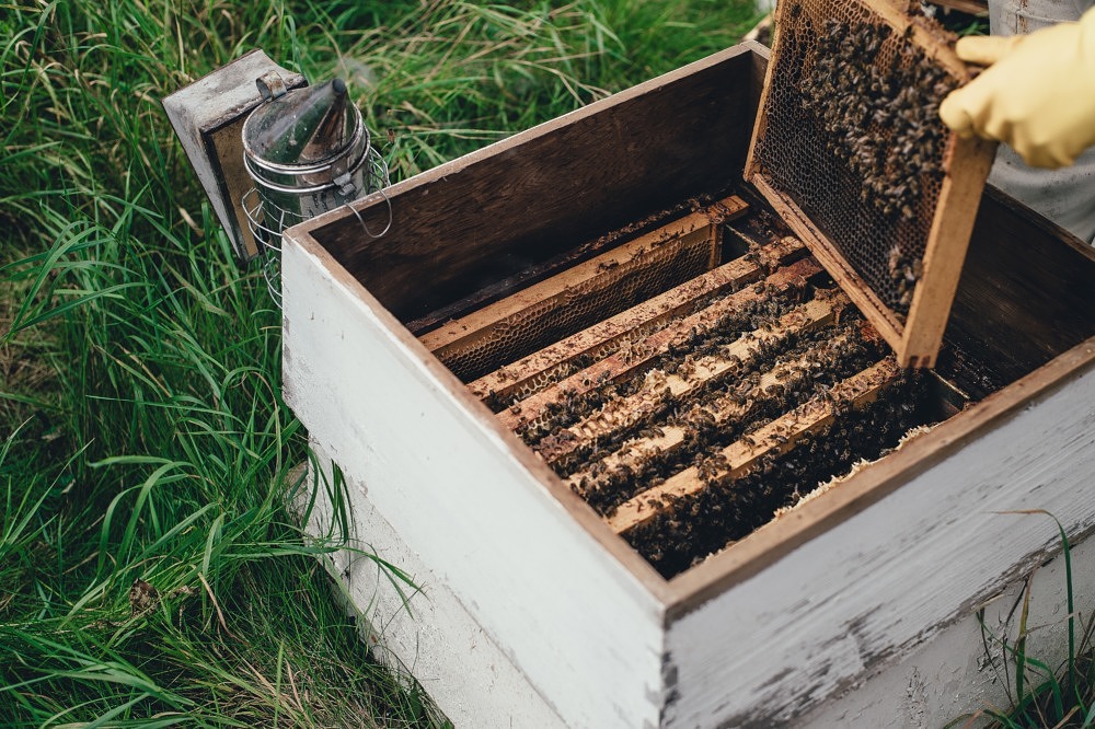 Bienensterben Volksbegehren Artenvielfalt Bienen