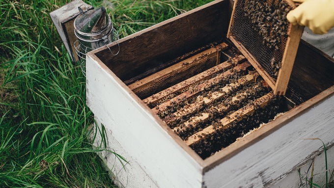 Bienensterben Volksbegehren Artenvielfalt Bienen