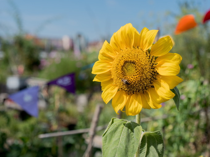 Bahngarten, Sonnenblume