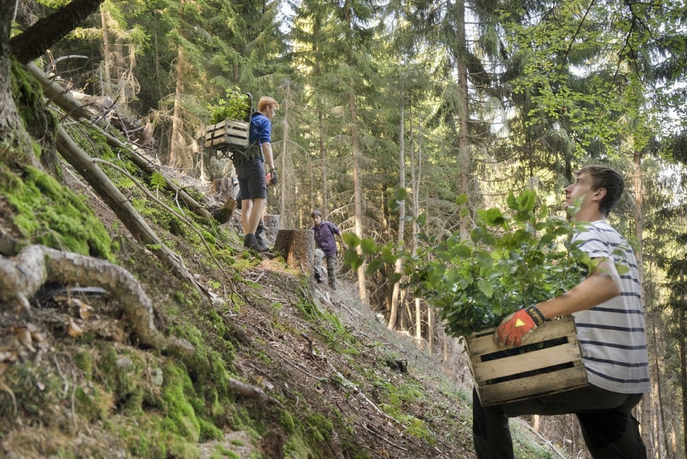 Bergwaldprojekt