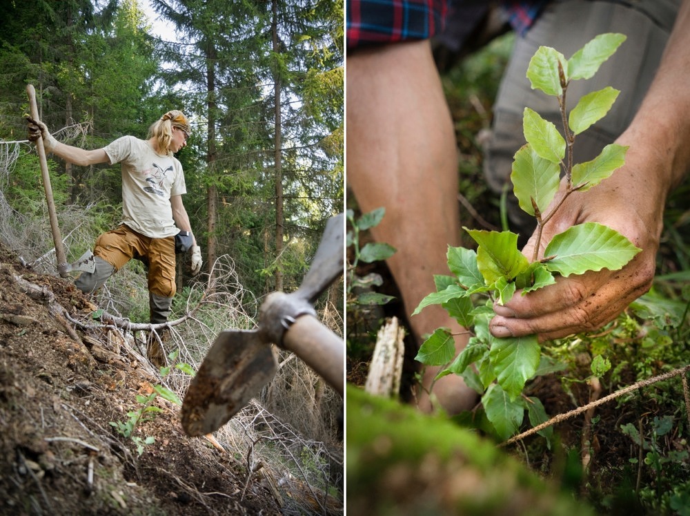 Bergwaldprojekt