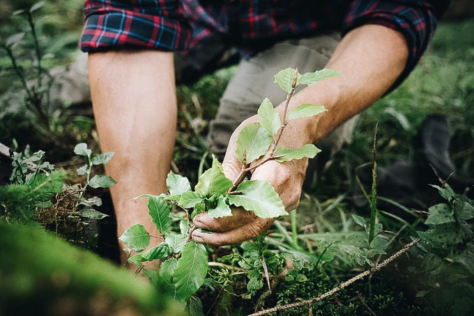 Bergwaldprojekt Initiative klimafreundlich