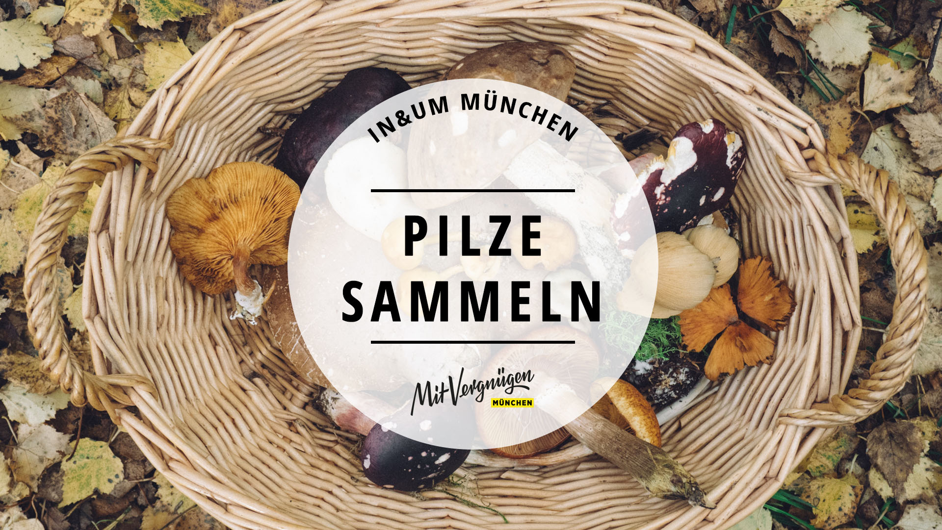 11 Orte Zum Pilze Suchen In Und Um Munchen Mit Vergnugen Munchen