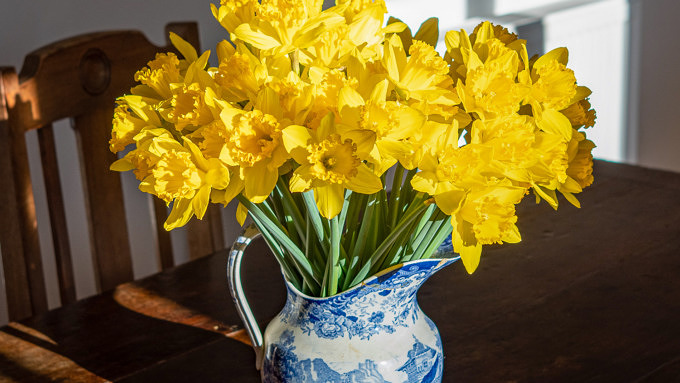Blumen Ostern Narzissen Vase