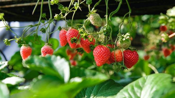Erdbeeren Erdbeere