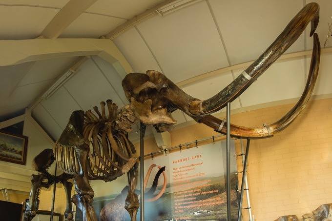 Mammut