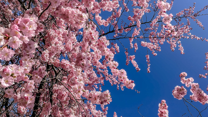 Kirschblüten