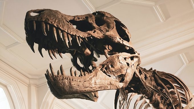 Dinosaurierskelett im Paläontologisches Museum